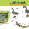 Εκπαιδευτικό σετ Πάπιες - Life Cycle - 161112