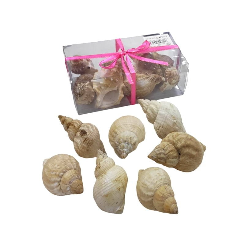 Διακοσμητικά κοχύλια σε κουτί 1τμχ - Shell decoration
